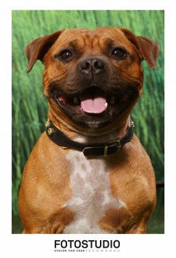 hundeportraits fotostudio schwanau lahr offenburg